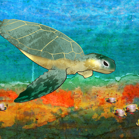 Австралия. Большой барьерный риф.