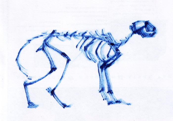 скелет кошки