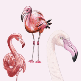 фламинго