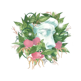 Шиповник сердца моего