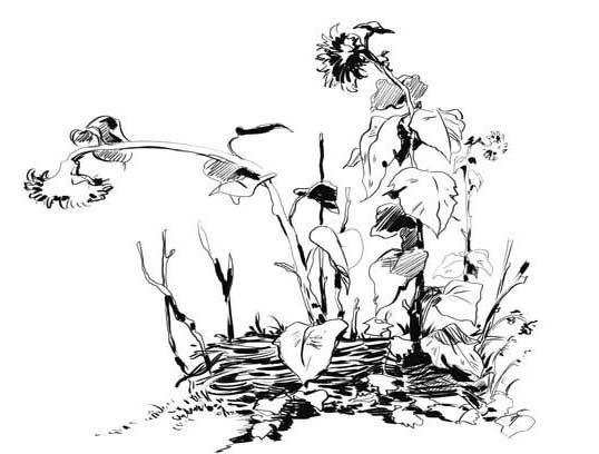 (без названия)