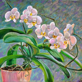 белая орхидея