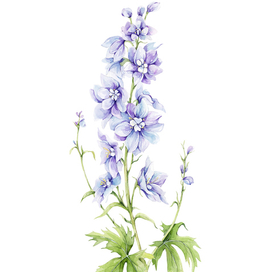 Дельфиниум