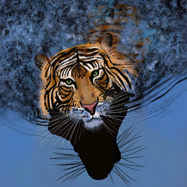 Тигр плывет
