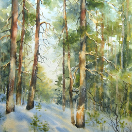 Сосны зимой