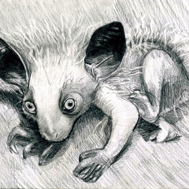 Мадагаскарская руконожка