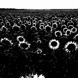 Подсолнухи