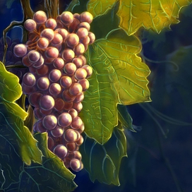 grapes, виноград