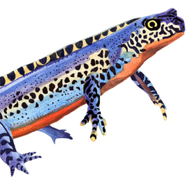 Технический рисунок