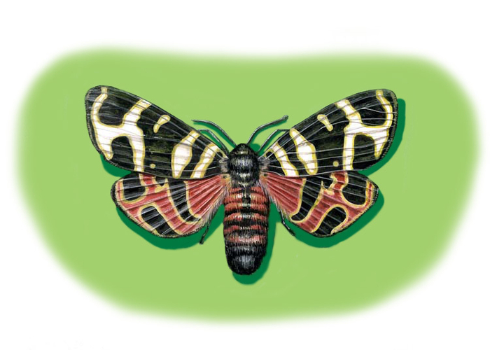 Бабочка Медведица Геба