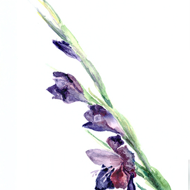 гладиолусы