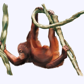 Иллюстрация для книги Брема «Жизнь животных» «Оронгутанг»