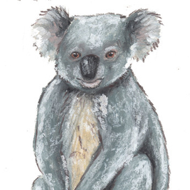 Коала, Алфавит дикой природы