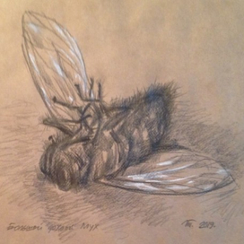 Большой дохлый мух