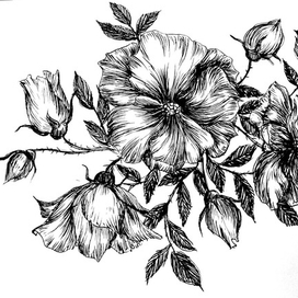 Rose sketch 