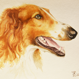 русская псовая борзая ..