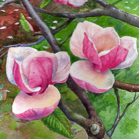 Цветение магнолии