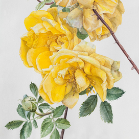 Декоративный желтый шиповник