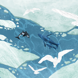 Арктика вид сверху