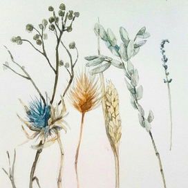 Сухие травы