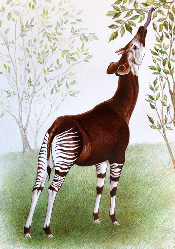 Окапи Машенька.