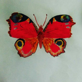 Бабочка Павлиний глаз