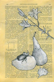 Жук-носорог