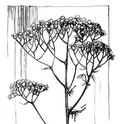 Тысячелистник обыкновенный