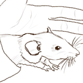 черновики🐀