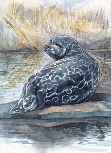 Кольчатая нерпа