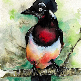 Птица. Акварель.