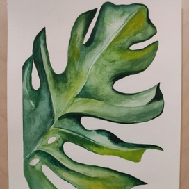 Лист монстеры