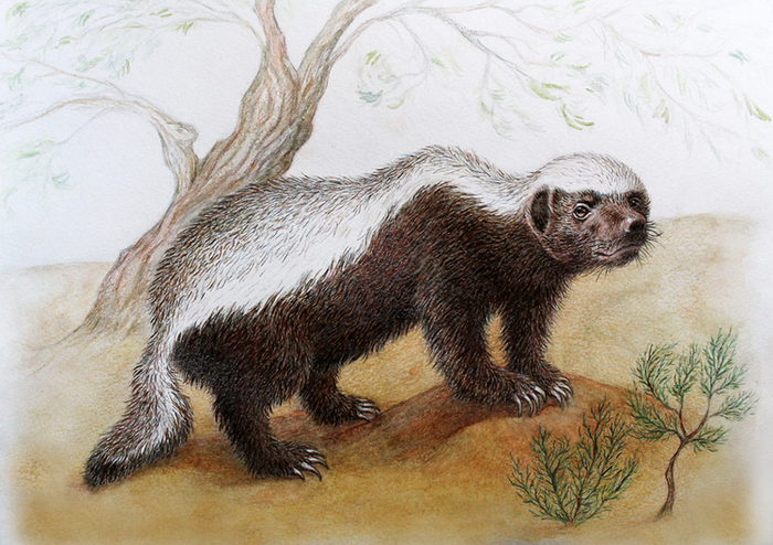 Медоед Гаврила