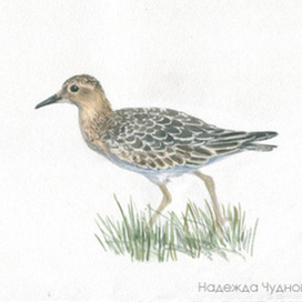 Птицы России в Красную книгу