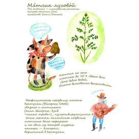 Мятлик луговой 