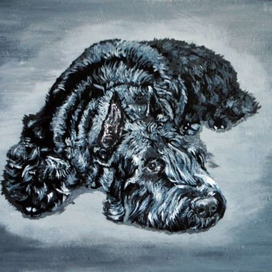 Ризеншнауцер