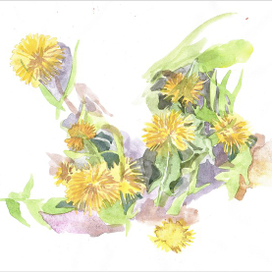 Одуванчики