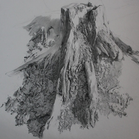 старый пень