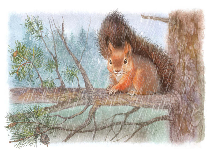 Зачем белке хвост?