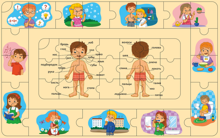 Пазл. Анатомия