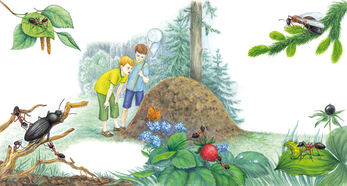 Про муравьев