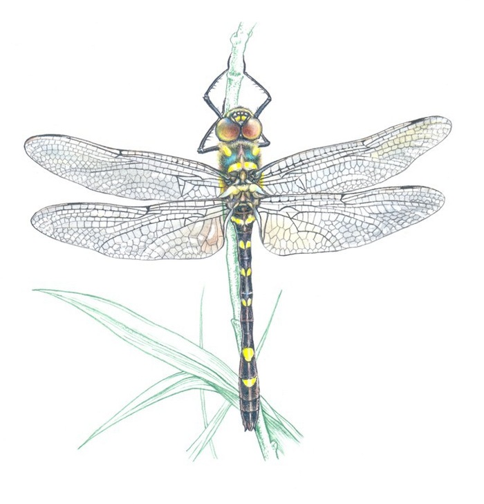 Макромия Сибирская