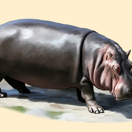 Иллюстрация для книги Брема «Жизнь животных» «Бегемот»