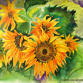 Подсолнух 2