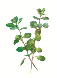 Marjoram / Майоран