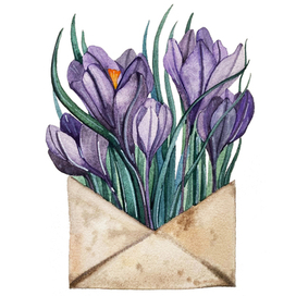 Фиолетовые крокусы в конверте