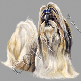 Shih Tzu