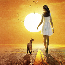 SD "Не все кошки серые "