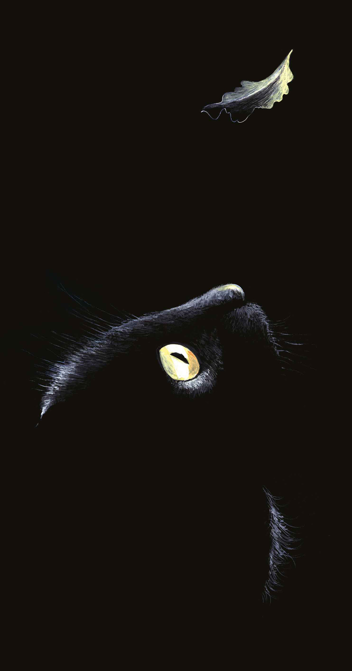 Жил да был черный кот..