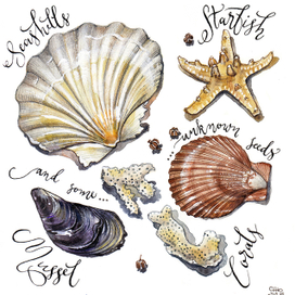 Starfish & seashells